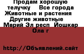 Продам хорошую телучку. - Все города Животные и растения » Другие животные   . Марий Эл респ.,Йошкар-Ола г.